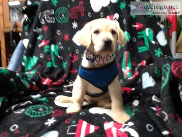 AKC  YELLOW LABRADOR RETRIEVER PUPPIES