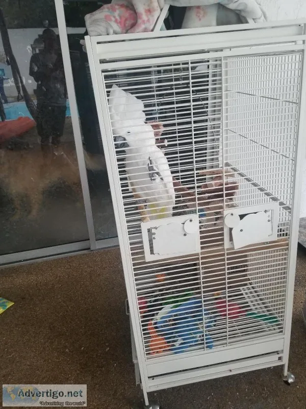 White cockatoo for sale