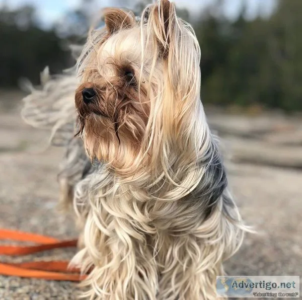 Yorkie puppy is a beauty her sale