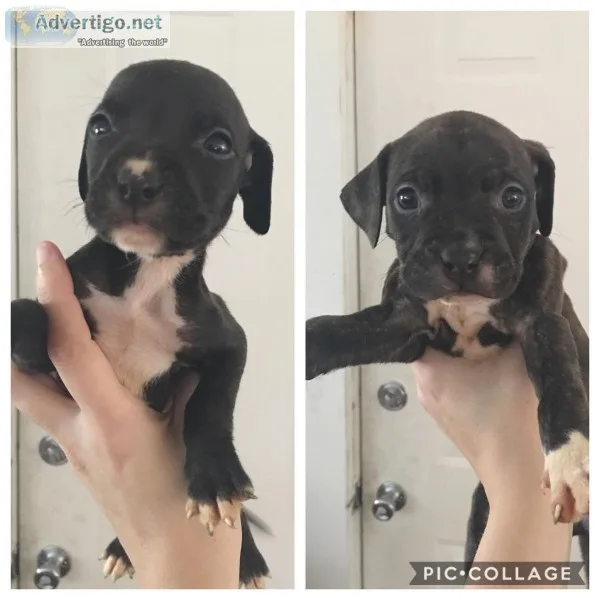 PitBull Puppies