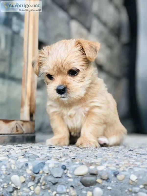 Two Shorkie pups
