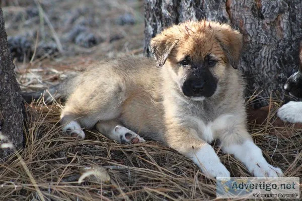 Unique PupsShepherd Mountain Sheepdogs