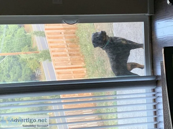 Akc Rottweiler