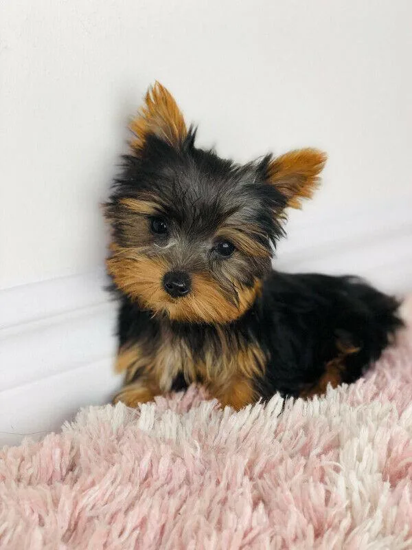 Micro Teacup Yorkie puppies 4-5 pounds fully grown