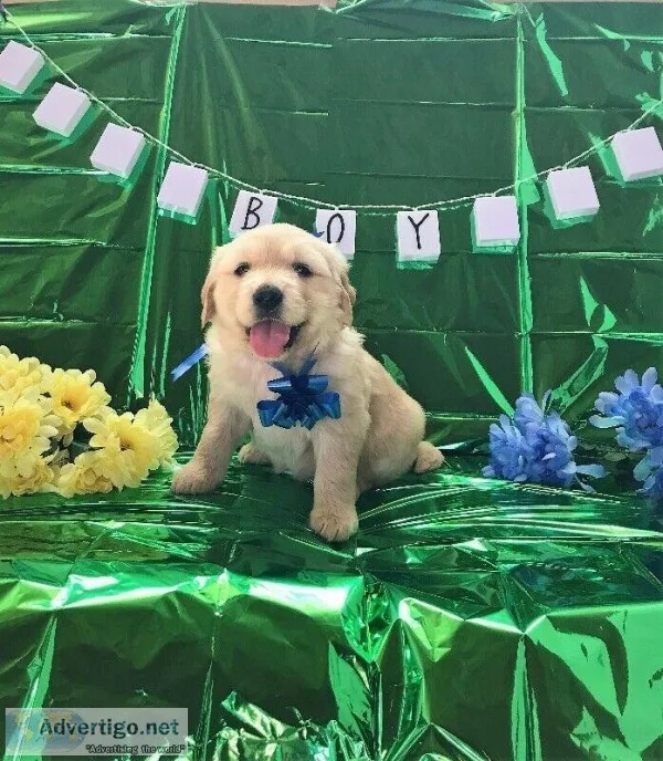 Golden Retriever Puppies