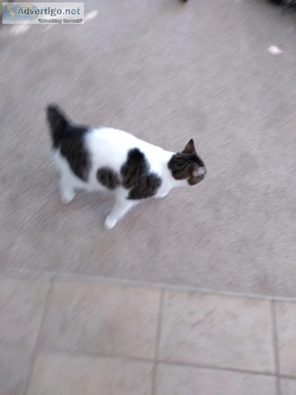 Manx cat free to a good home.