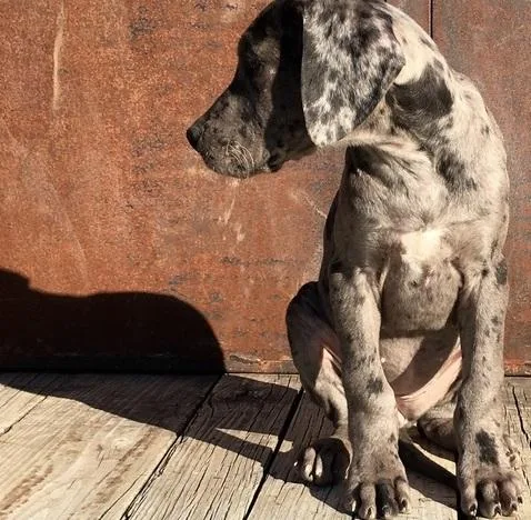 Healthy Healthy adorable and socialized Great Dane puppies fo sa