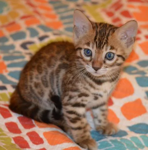 Exotic Bengal kitten