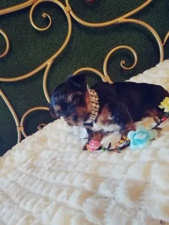YORKIE PUPPIES