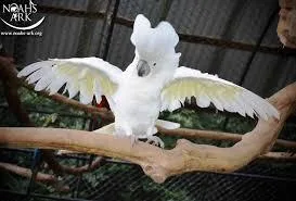 Umbrella cockatoo