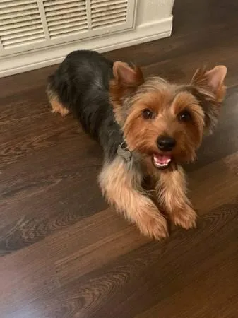 Male Yorkie 1 year old for re homing