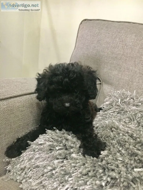 Two Male Toy-Miniature Poodle Puppies