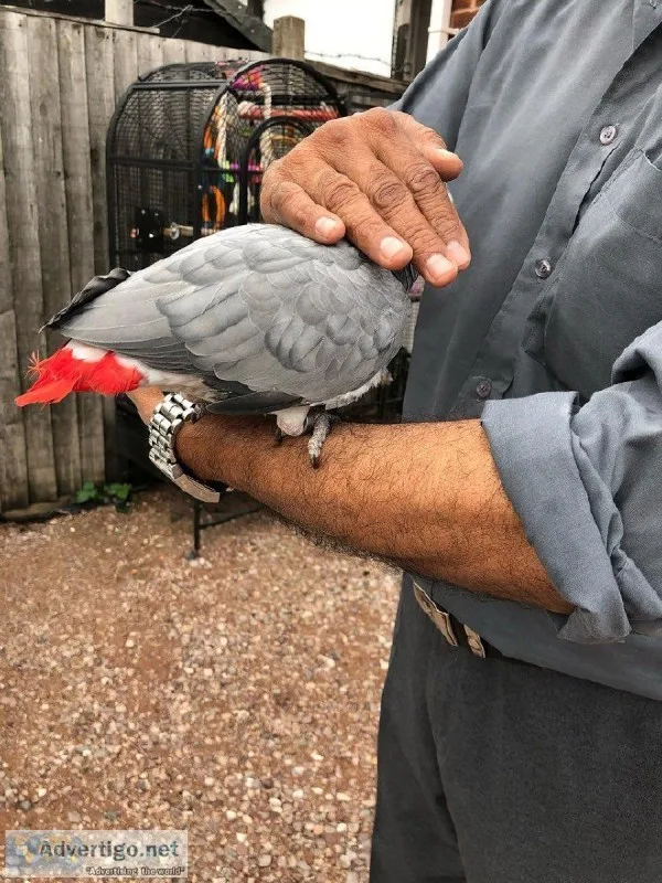 DNA Home Seeking Parrot For Rehoming