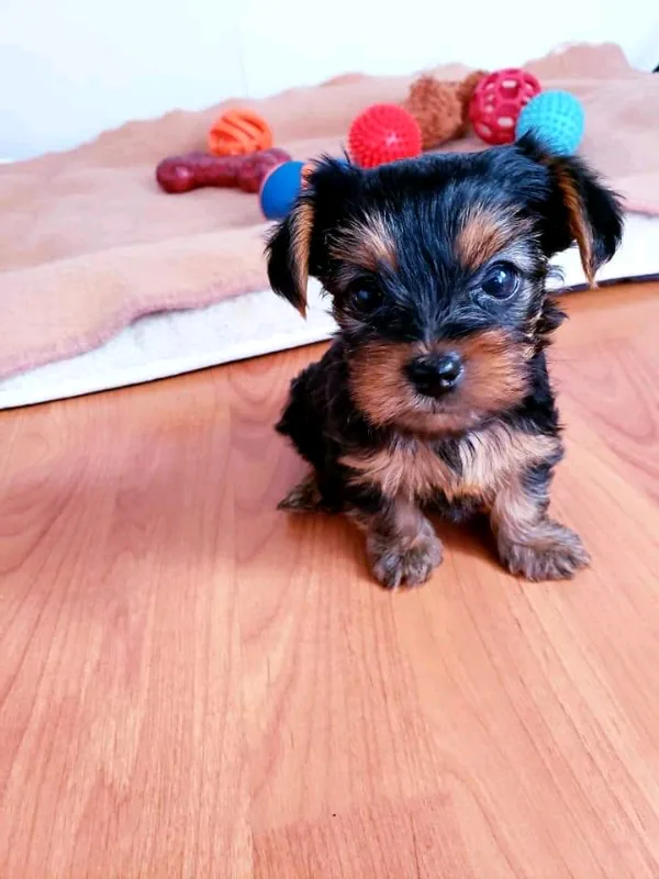 YORKIE GIRL PUPPY