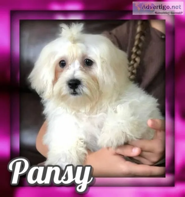 Pansy Female Shih-Chon Teddy Bear