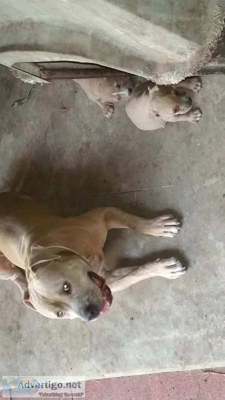 BULLY PUP