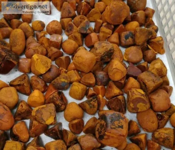 cattle s and Ox Gallstone s for sale