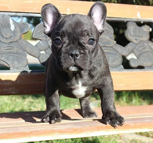 AKC BlueTri Carrier French Bulldog Puppy Girl (Navi)