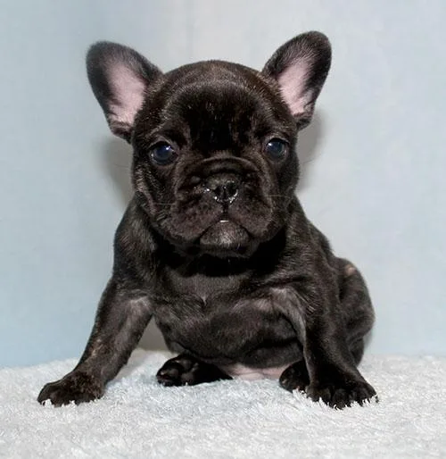 AKC BlueTri Carrier French Bulldog Puppy Girl (Rena)