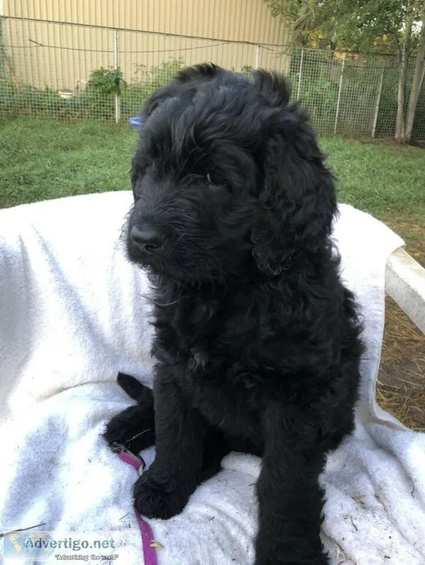 St.Berdoodle pups