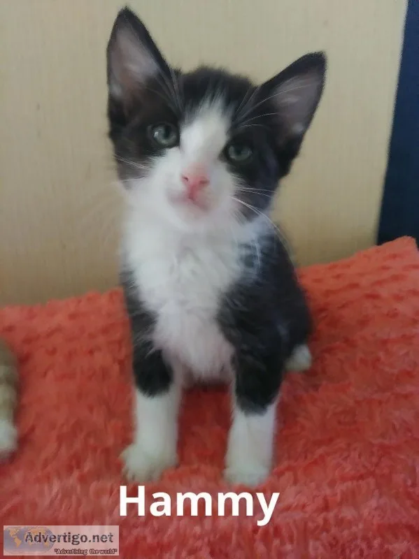 3 Male Kittens for Rehoming