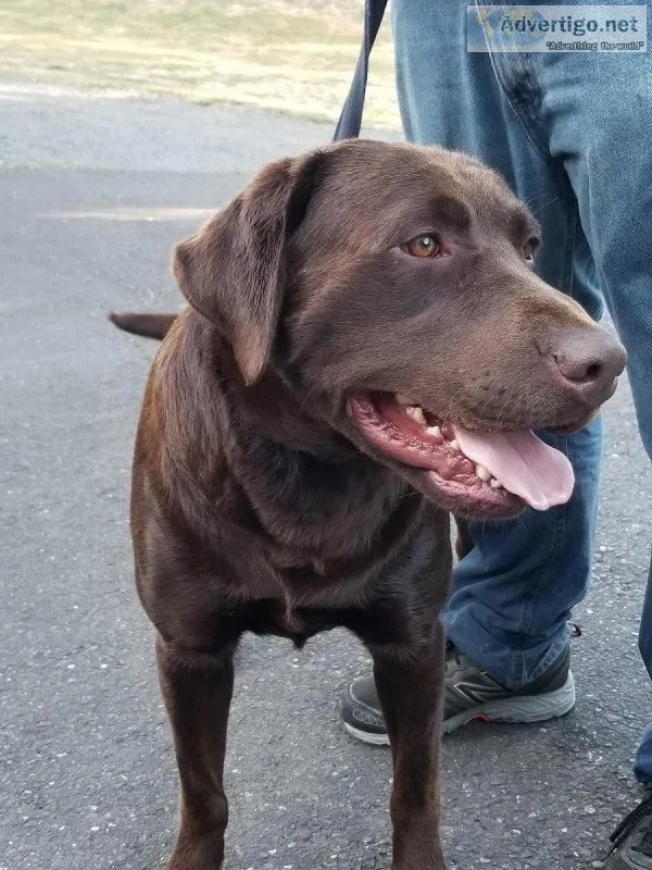 AKC Chocolate Labrador