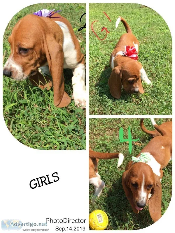 Basset Hounds