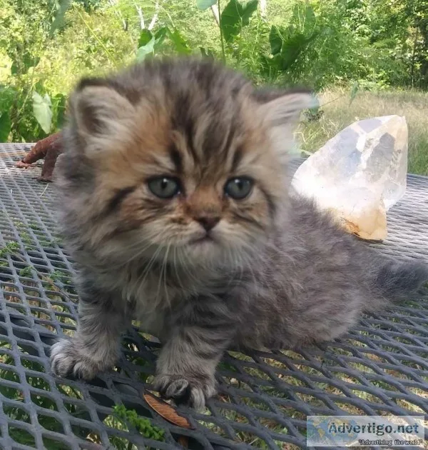 Persian kittens