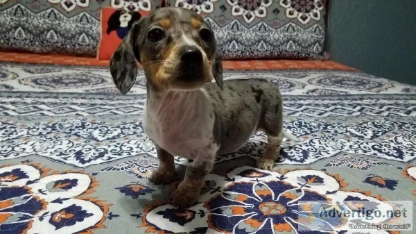 full blood dachshund puppies rare no papers DELIVERED