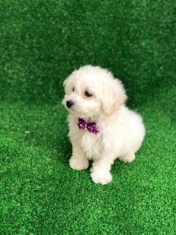 Maltese cross Poodle Maltipoo Puppies