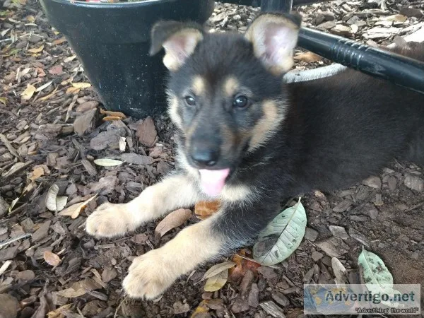 German Shepherd puppy