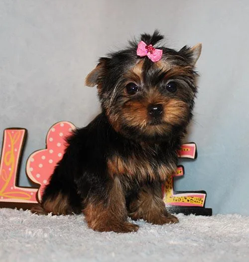 Toy Yorkie Puppy Girl (Jada)