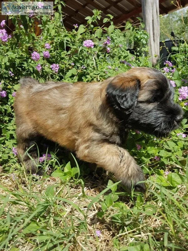Soft coated wheaten terrier