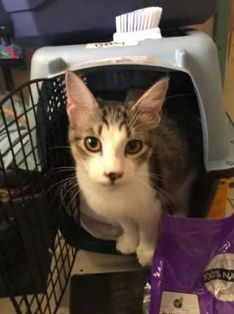 Beautifull Maine c--n kittens