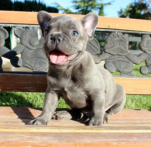 AKC BlueTri Carrier French Bulldog Puppy Boy (Len)