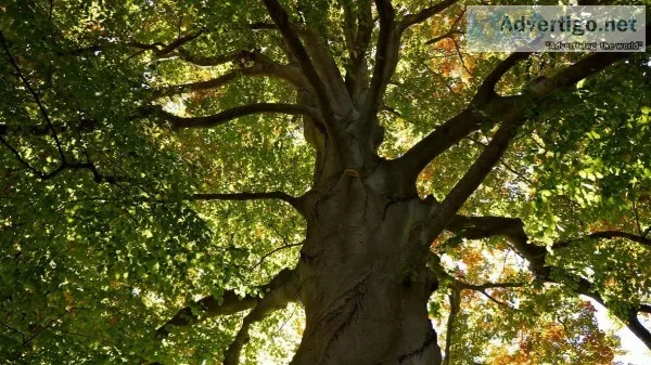 Hire Professional Tree Surgeon in Walton on Thames at an Afforda