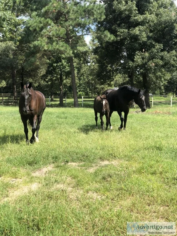 Private facility in the woodlands