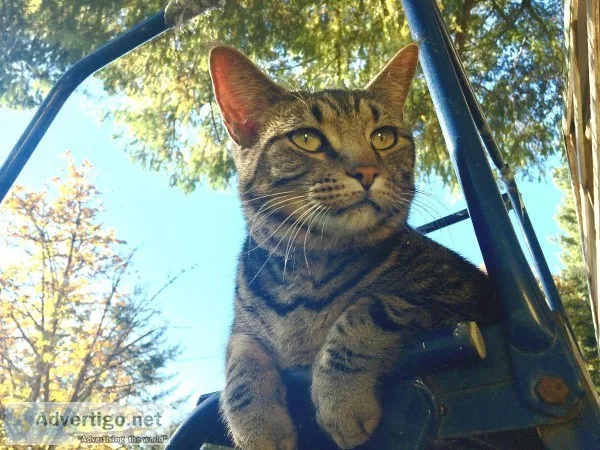Lost large cat