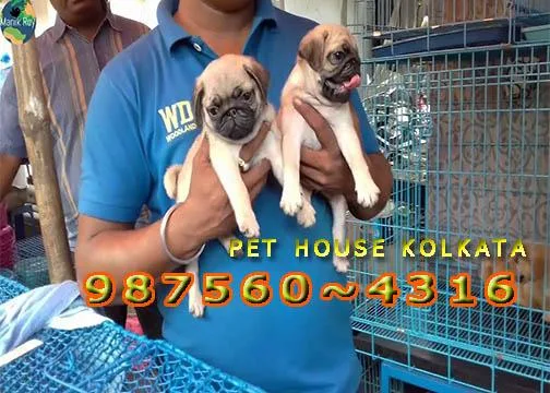 Show Quality Vodafone PUG Dogs Pets Sale At  SALT LAKE CITY