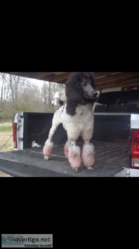 Akc st poodles