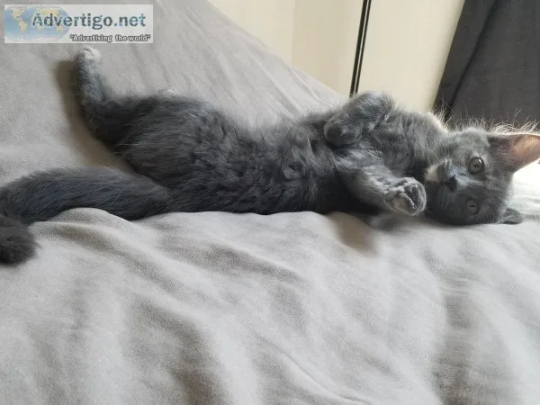 Rehoming a kitten