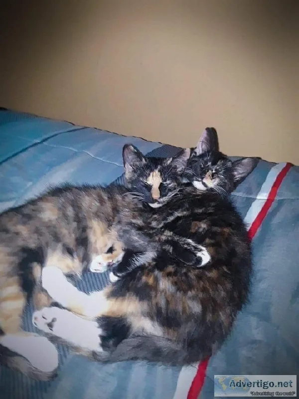 Kittens Need A Home ASAP