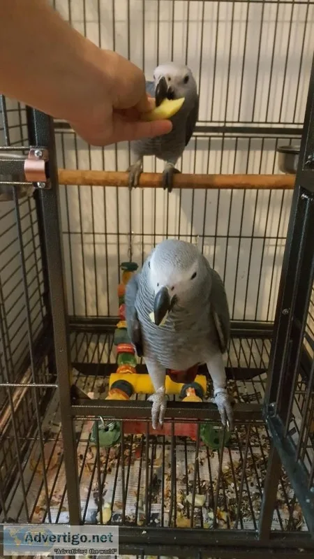 Tame talking baby congo african greys