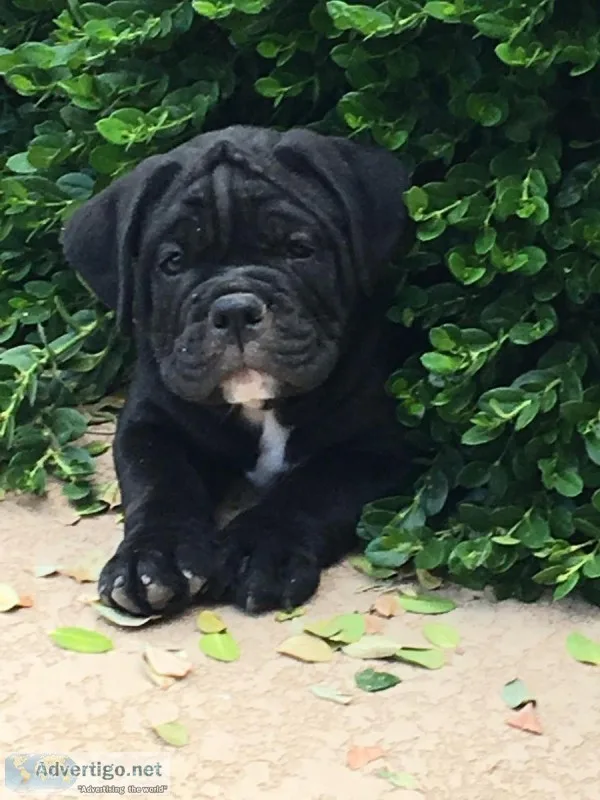 English Bulldog puppies