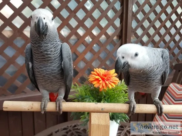 Tame talking baby congo african greys