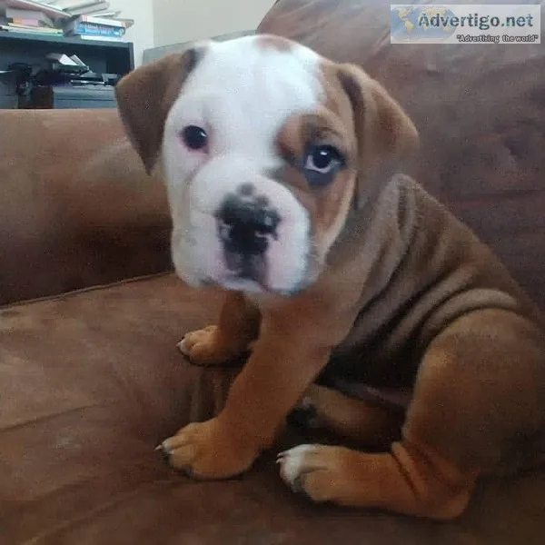 IOEBA registered Olde English Bulldogges