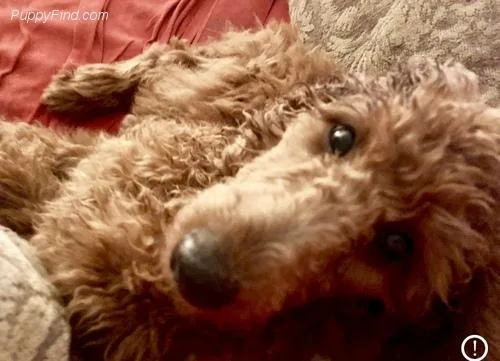Sweetest Red Standard Poodle Female 11 Months Old
