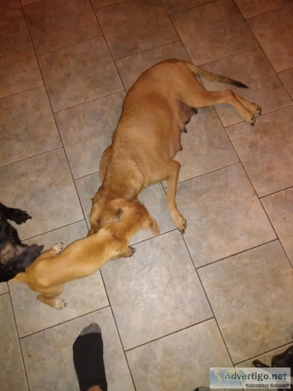 Yellow lab mix