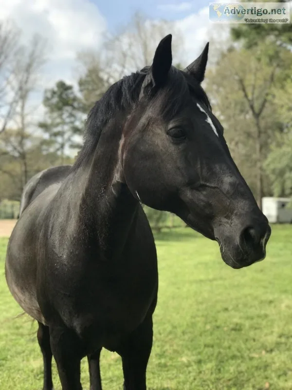Dressage mare for partial on site lease