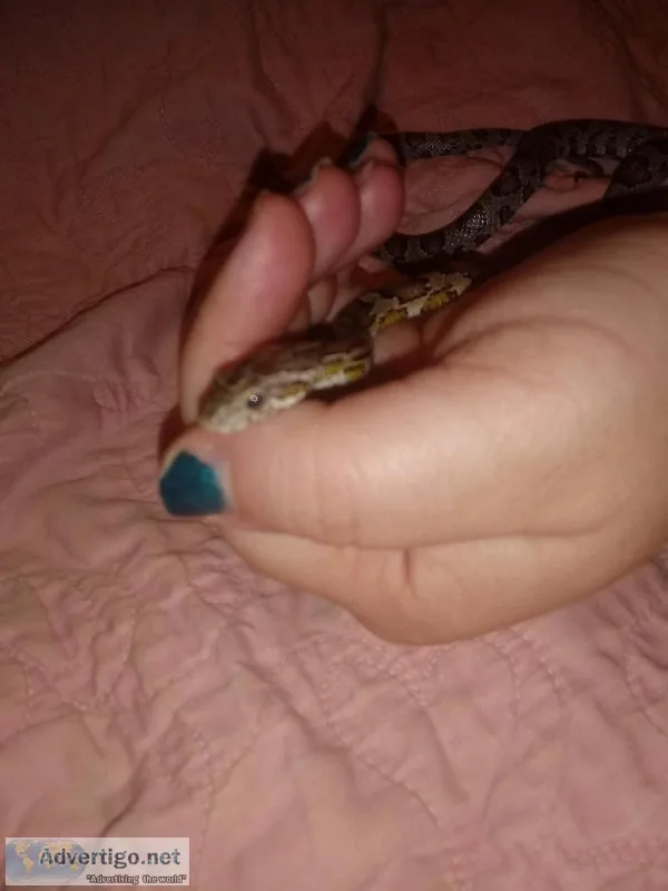 Anery corn snake